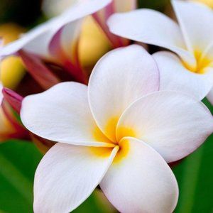 Meet your Posher, Carolyn